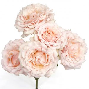 Wedding rosever/с англ.Свадебная роза