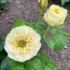 Гайд парк /Hyde Park — изображение 3