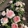 Помпонелла Саммерхаус /Pomponella Summerhouse — изображение 5