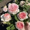 Помпонелла Саммерхаус /Pomponella Summerhouse
