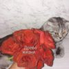Vip New RR /Вип Нью РР — изображение 2