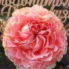 Кантри Коралл Гёрл /Country Coral Girl — изображение 4