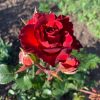 Vip New RR /Вип Нью РР — изображение 9