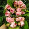Помпонелла Саммерхаус /Pomponella Summerhouse — изображение 2