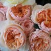 Вувузелла Пич/Vuvuzela Peach — изображение 3