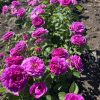 Purple Lodge/Пурпур лодж