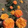 Orange Reeva/Оранж рива — изображение 5