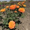 Orange Reeva/Оранж рива — изображение 6
