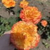 Orange Reeva/Оранж рива — изображение 3