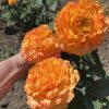 Orange Reeva/Оранж рива — изображение 2