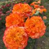 Orange Reeva/Оранж рива