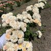 Wedding rosever/с англ.Свадебная роза — изображение 2