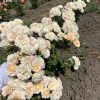 Wedding rosever/с англ.Свадебная роза