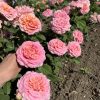 Эшли /Ashley — изображение 5