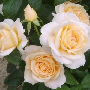 Lions Rose /Лионс роуз
