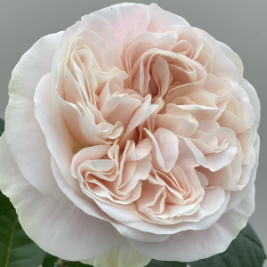 Шифон/Chiffon