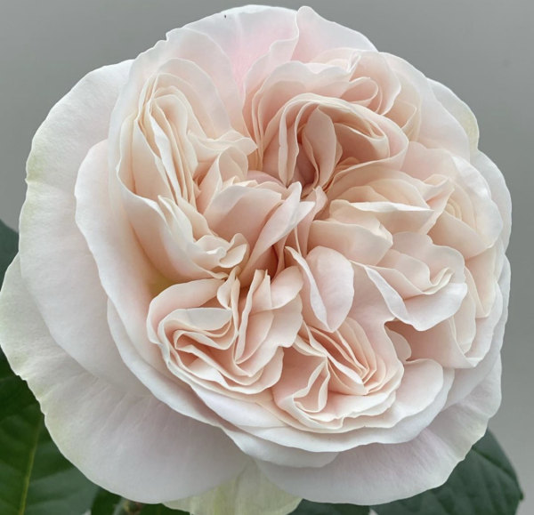 Шифон/Chiffon