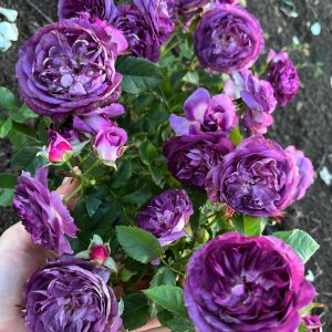 02. Японские розы