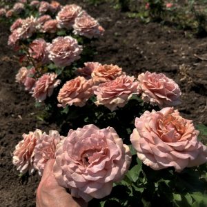 08. Флорибунда розы