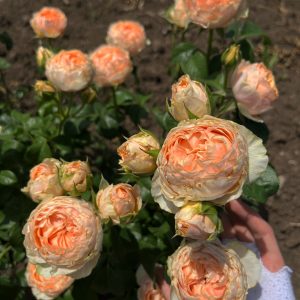 09. Бордюрные спрей розы