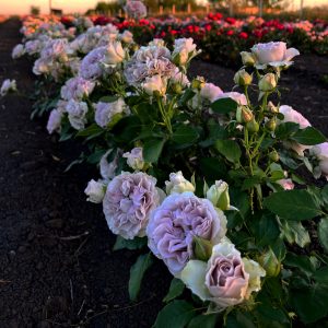 06. Чайно-гибридные розы